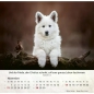 Preview: Hundekalender 2027 mit lebendigem Hundefoto und Bibelvers