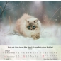 Preview: Katzenkalender 2027 mit entspannter Katze und Bibelvers
