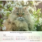 Preview: Katzenkalender 2027 mit entspannter Katze und Bibelvers