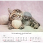 Preview: Katzenkalender 2027 mit entspannter Katze und Bibelvers