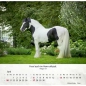Preview: Pferdekalender 2027 mit eindrucksvollem Pferdefoto und Bibelvers