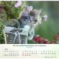Preview: Katzenkalender 2027 mit entspannter Katze und Bibelvers