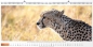 Preview: Panoramakalender XL 2027 – Hochwertiger Wandkalender mit Bibelversen, brillanten Bildern und silberner Spiralbindung.