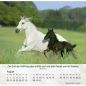 Preview: Pferdekalender 2027 mit eindrucksvollem Pferdefoto und Bibelvers