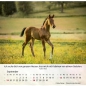 Preview: Pferdekalender 2027 mit eindrucksvollem Pferdefoto und Bibelvers