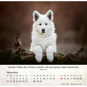 Hundekalender 2027 mit lebendigem Hundefoto und Bibelvers