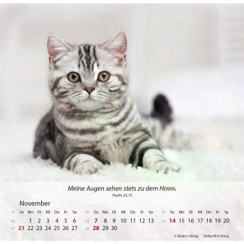 Katzenkalender 2027 mit entspannter Katze und Bibelvers