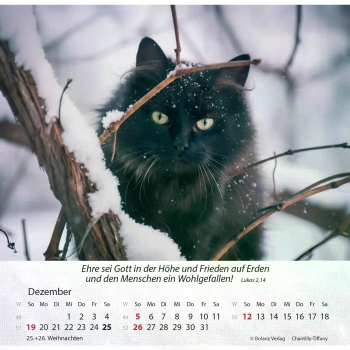Katzenkalender 2027 mit entspannter Katze und Bibelvers