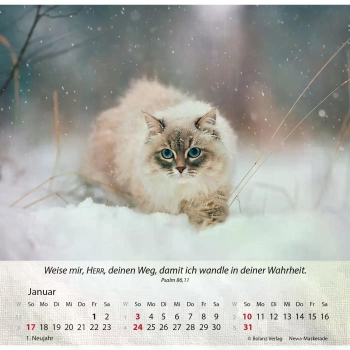 Katzenkalender 2027 mit entspannter Katze und Bibelvers