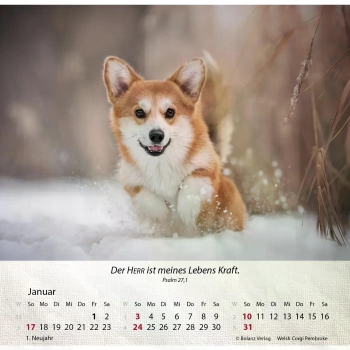 Hundekalender 2027 mit lebendigem Hundefoto und Bibelvers