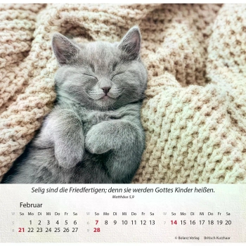 Katzenkalender 2027 mit entspannter Katze und Bibelvers