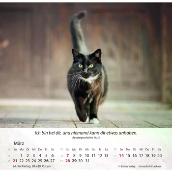 Katzenkalender 2027 mit entspannter Katze und Bibelvers