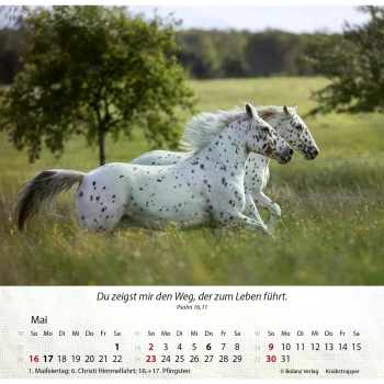 Pferdekalender 2027 mit eindrucksvollem Pferdefoto und Bibelvers