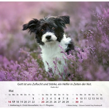 Hundekalender 2027 mit lebendigem Hundefoto und Bibelvers