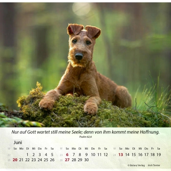 Hundekalender 2027 mit lebendigem Hundefoto und Bibelvers