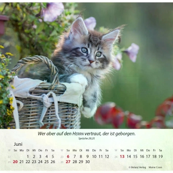 Katzenkalender 2027 mit entspannter Katze und Bibelvers