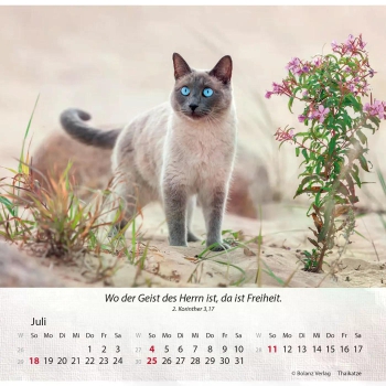 Katzenkalender 2027 mit entspannter Katze und Bibelvers