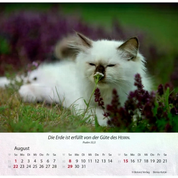 Katzenkalender 2027 mit entspannter Katze und Bibelvers