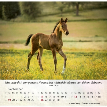 Pferdekalender 2027 mit eindrucksvollem Pferdefoto und Bibelvers