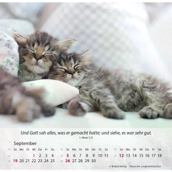 Katzenkalender 2027 mit entspannter Katze und Bibelvers