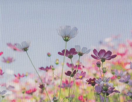 *Mini-Faltkarte Hebräer 13,8