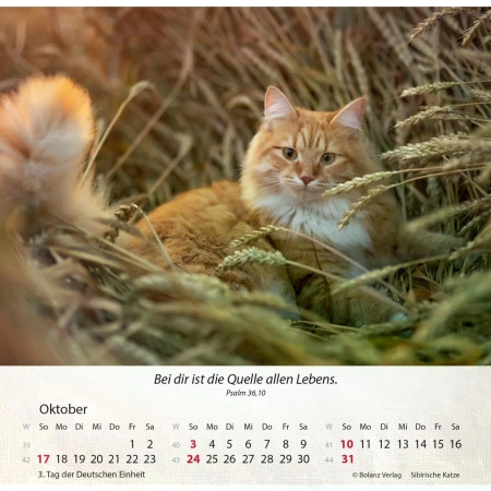Katzenkalender 2027 mit entspannter Katze und Bibelvers