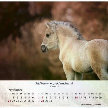 Pferdekalender 2027 mit eindrucksvollem Pferdefoto und Bibelvers
