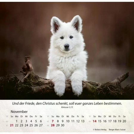 Hundekalender 2027 mit lebendigem Hundefoto und Bibelvers
