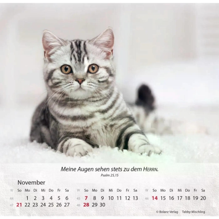 Katzenkalender 2027 mit entspannter Katze und Bibelvers