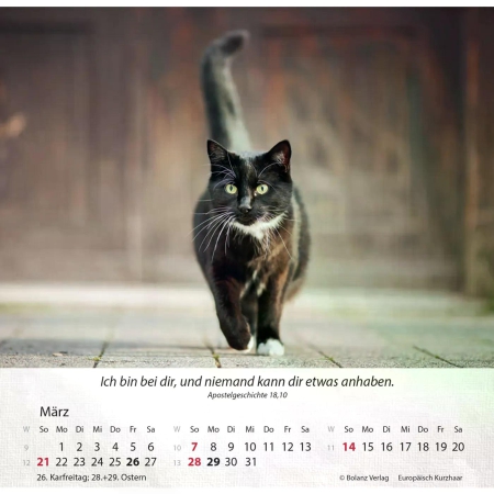 Katzenkalender 2027 mit entspannter Katze und Bibelvers