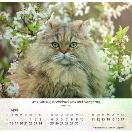 Katzenkalender 2027 mit entspannter Katze und Bibelvers