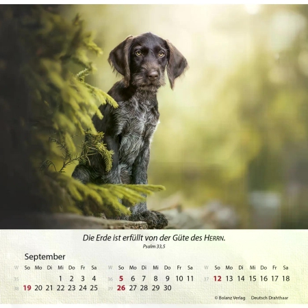 Hundekalender 2027 mit lebendigem Hundefoto und Bibelvers