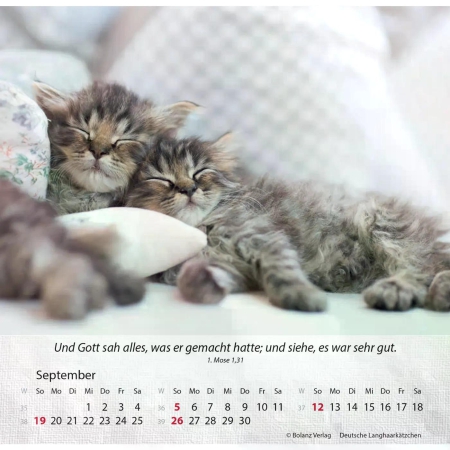 Katzenkalender 2027 mit entspannter Katze und Bibelvers