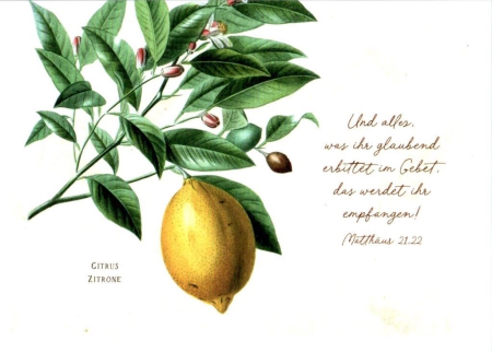 *verschiedene Postkarten „Naturzeichnungen“