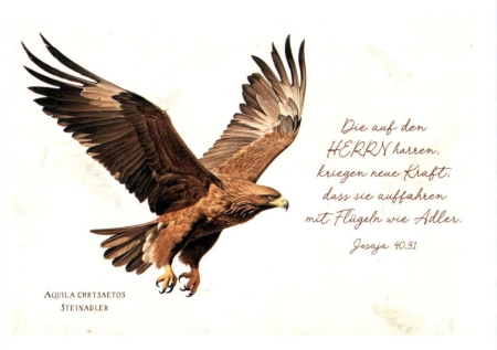 *verschiedene Postkarten „Naturzeichnungen“